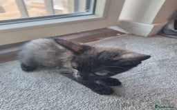 Mixed Breed cats for sale: Bengal cross Syhix - Image 4
