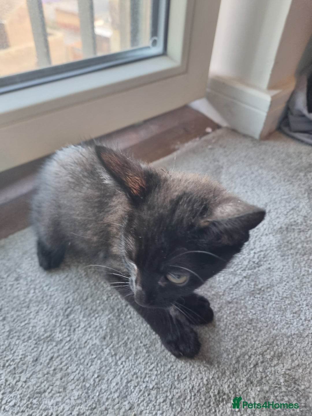 Mixed Breed cats for sale: Bengal cross Syhix - Image 4