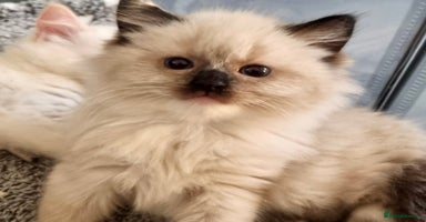 Ragdoll cats - Advert 2