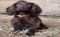 Cocker Spaniel dogs for sale: Gorgeous WCS excellent temperament  - Image 8