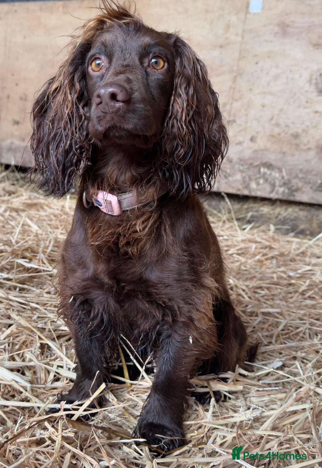 Cocker Spaniel dogs for sale: Gorgeous WCS excellent temperament  - Image 8