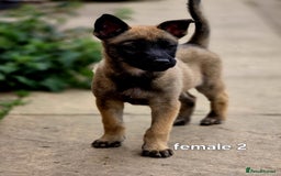 Mixed Breed dogs for sale: Stunning Shepsky Pups! - Image 10