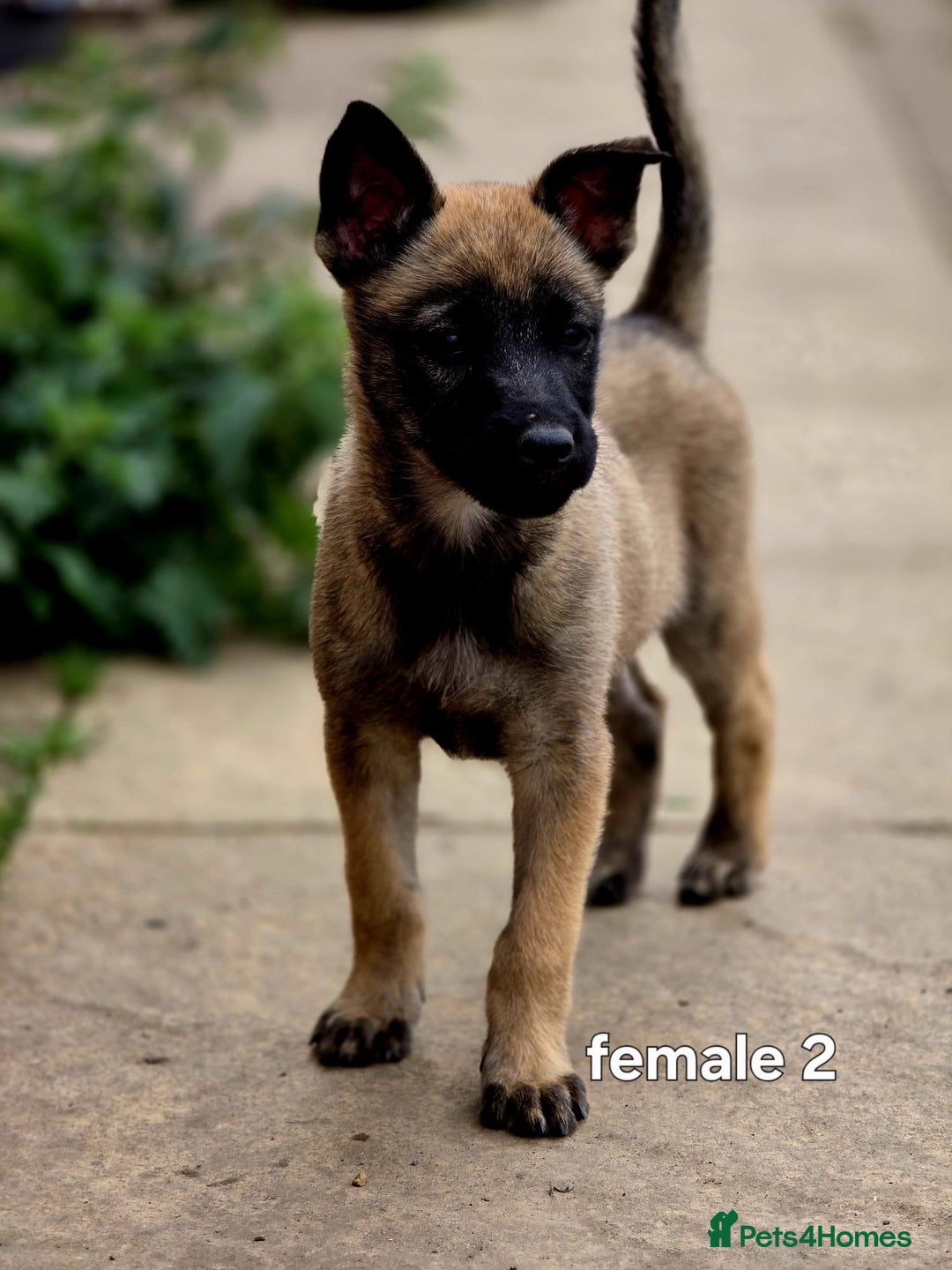 Mixed Breed dogs for sale: Stunning Shepsky Pups! - Image 10