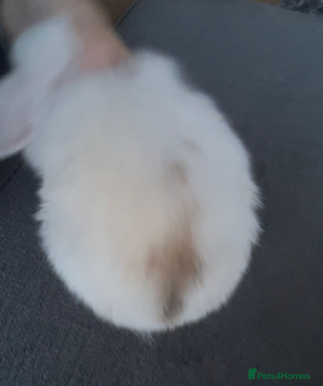 Mini Lop rabbits for sale: READY NOW Beautiful mini lop babies  - Advert 12