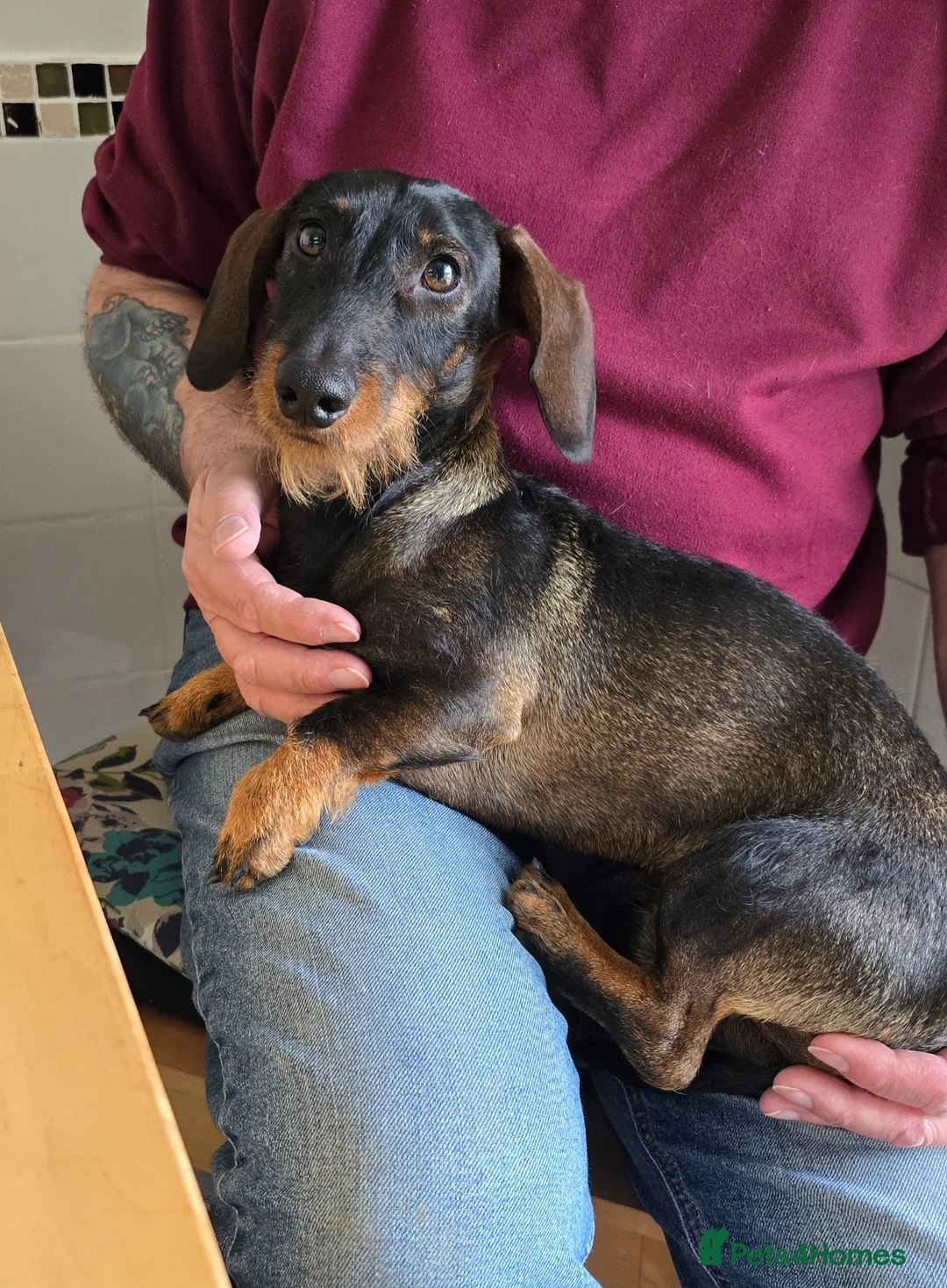 Miniature Dachshund dogs for sale: Chilli for rehoming in Maesteg - Advert 3
