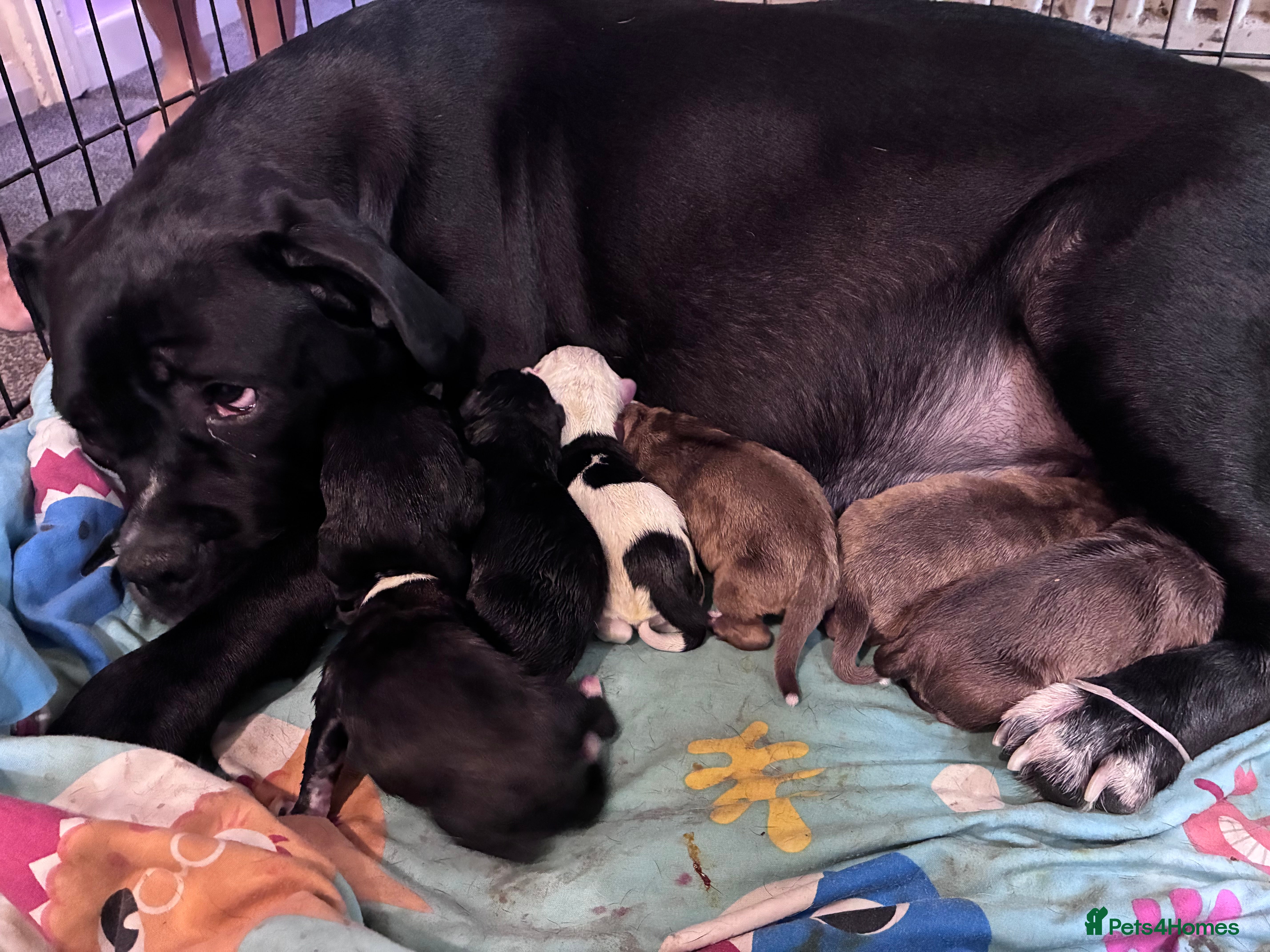 Mixed Breed dogs Cane corso cross staff  - Advert 2