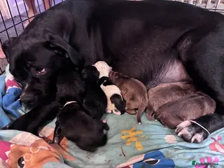 Mixed Breed dogs Cane corso cross staff - Advert 1