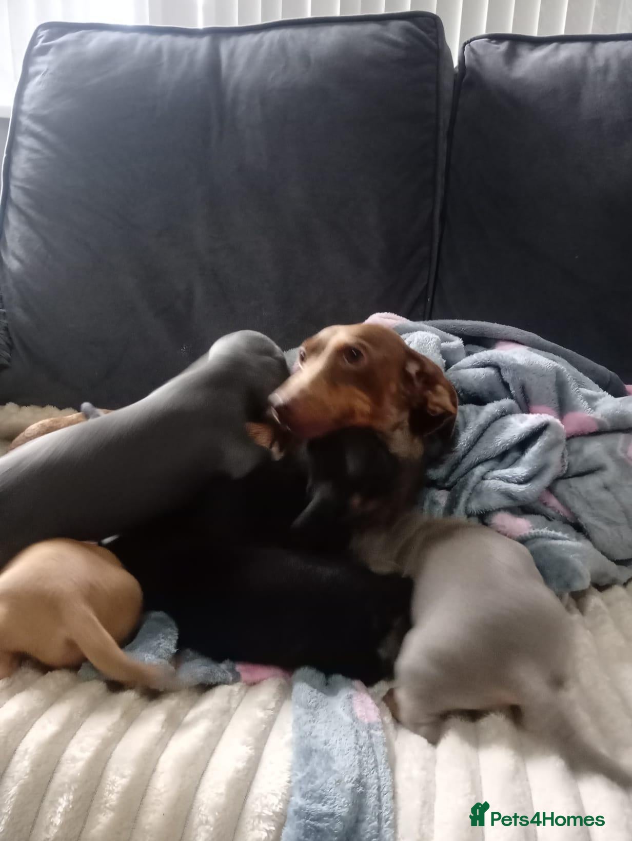 Miniature Dachshund dogs Dashcund puppys  - Advert 11