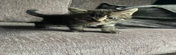 Mixed Breed cats for sale: Dark tabby female  in Exeter - Advert 3