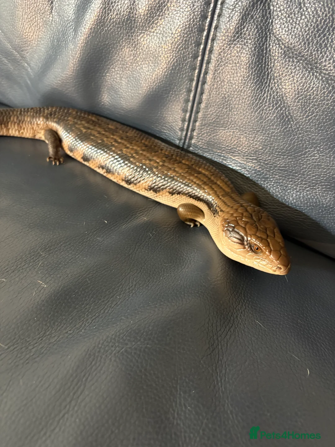 Skink reptiles for sale: Northern blue tongue skink  - Advert 11
