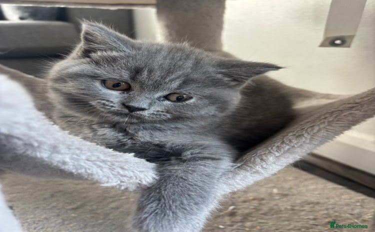 British Shorthair cats - Advert 16