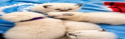 Ragdoll cats for sale: Gorgeous, affectionate kittens full of personality - Advert 8