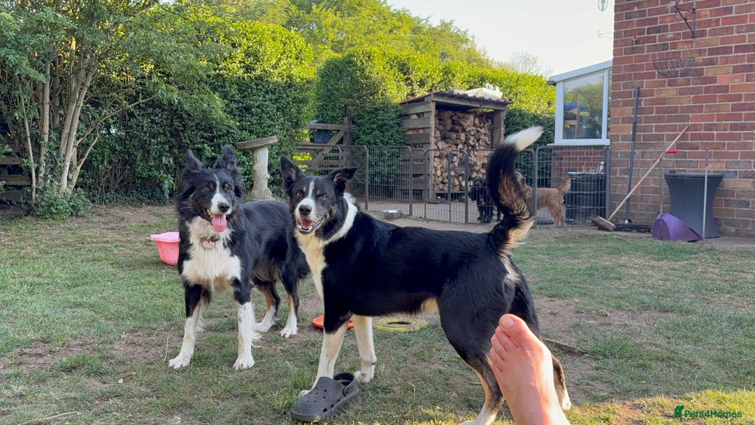 Border Collie dogs for sale: Border collie puppies  - Image 6