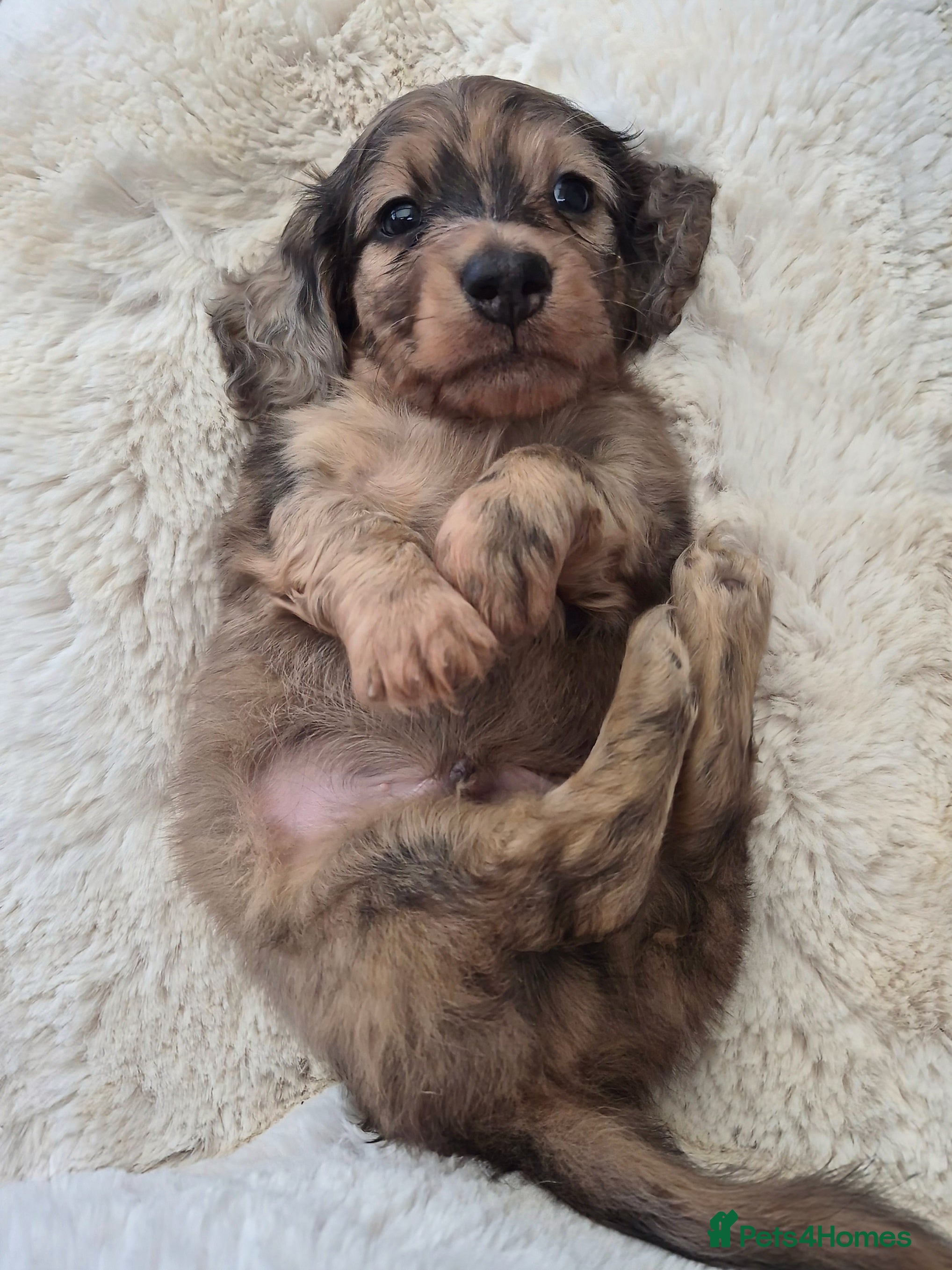 Miniature Dachshund dogs Ready now. Mini longhaired boys. - Advert 13