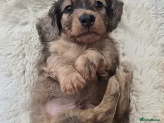 Miniature Dachshund dogs Ready now. Mini longhaired boys. - Advert 13