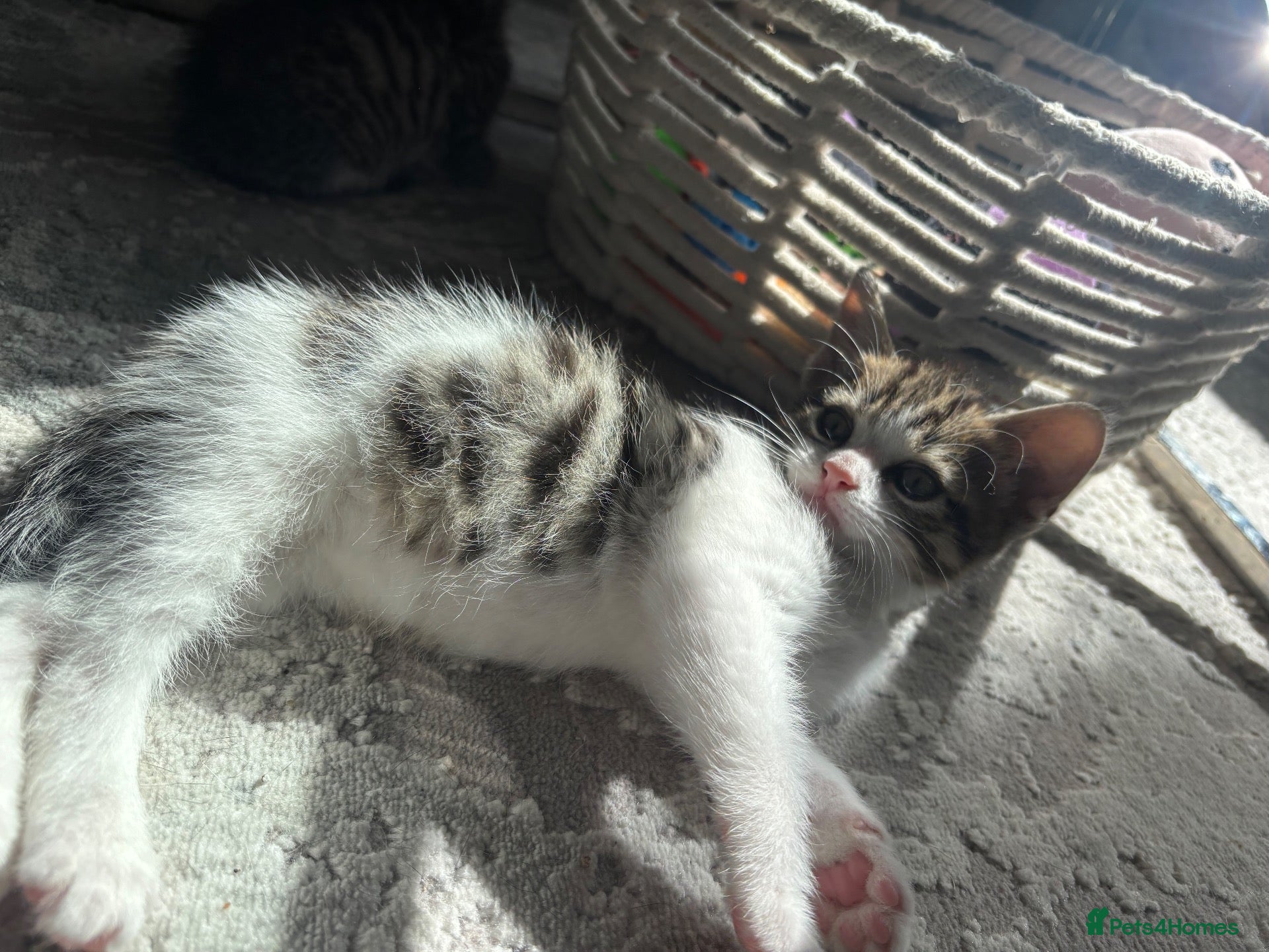 Mixed Breed cats Male kitten for sale  - Advert 7