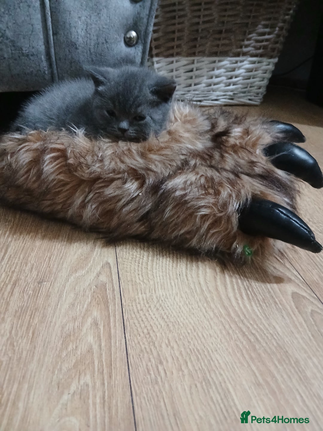 British Shorthair cats for sale: British blue kittens - Advert 7