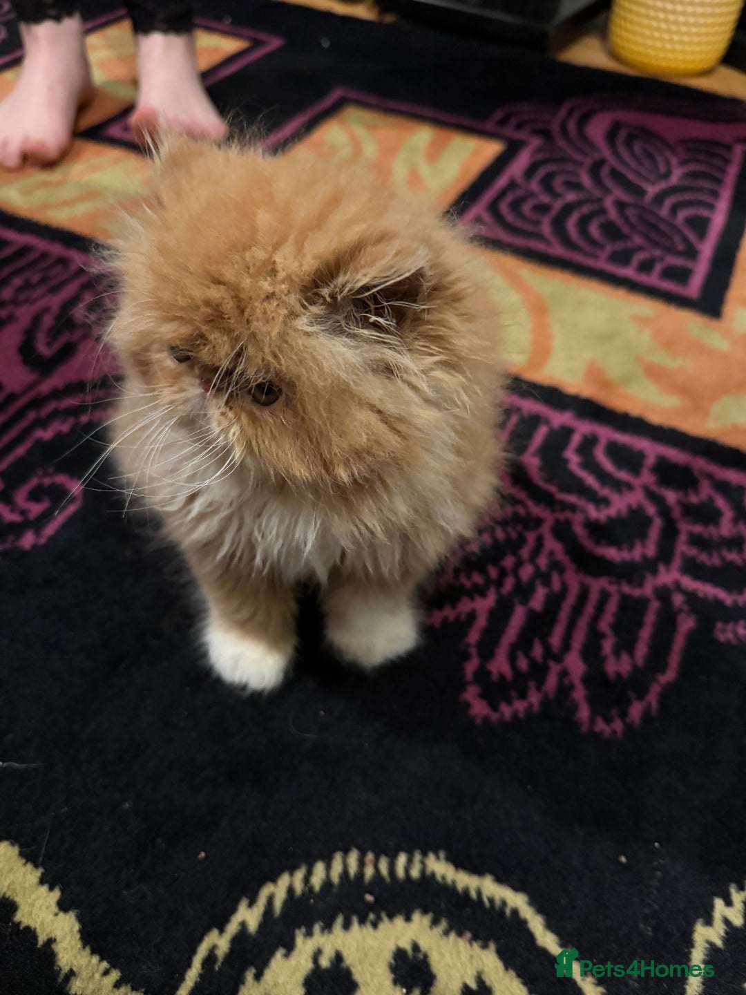 Persian cats for sale: Beautiful red/white pedigree Persian male kitten - Image 20