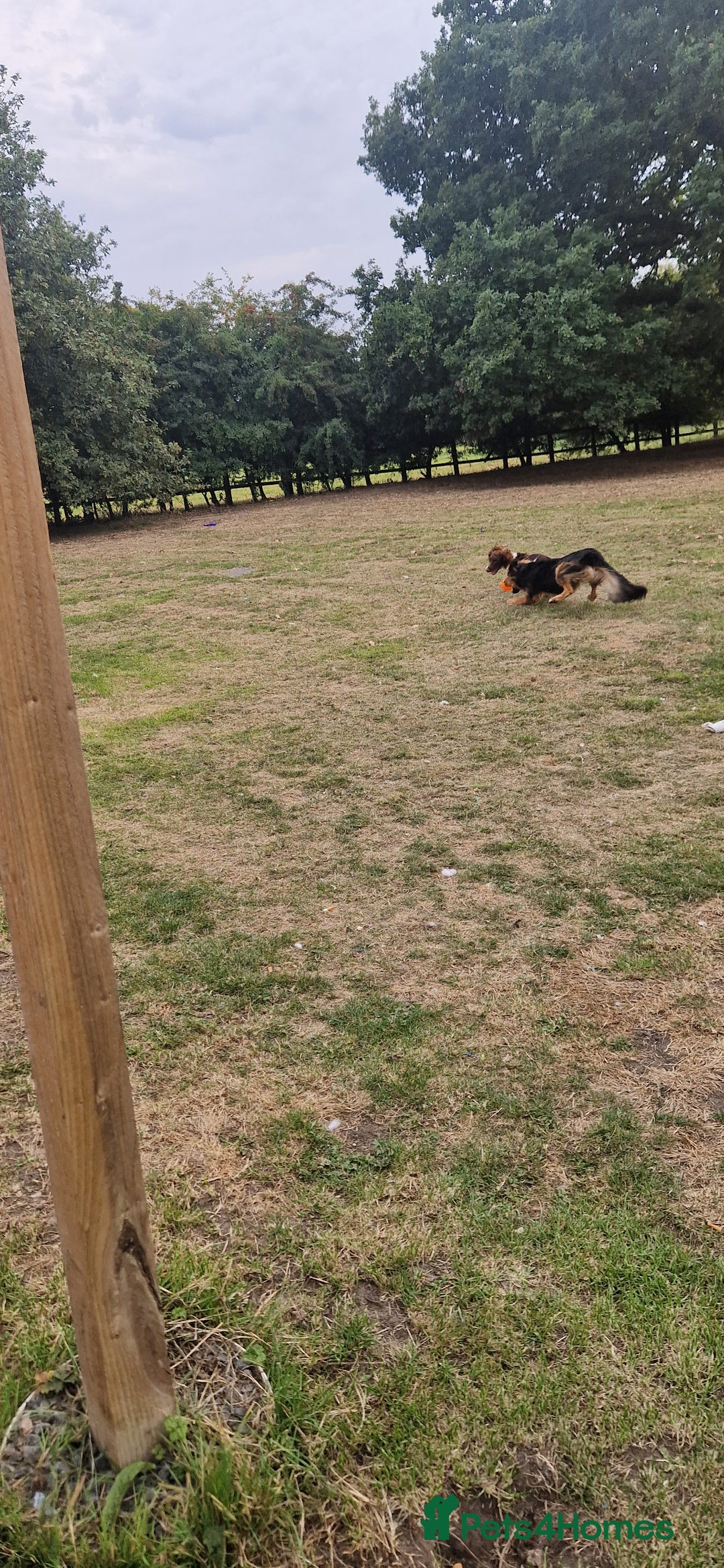 English Springer Spaniel dogs for sale: Bramble the English Springer Spaniel - Image 7