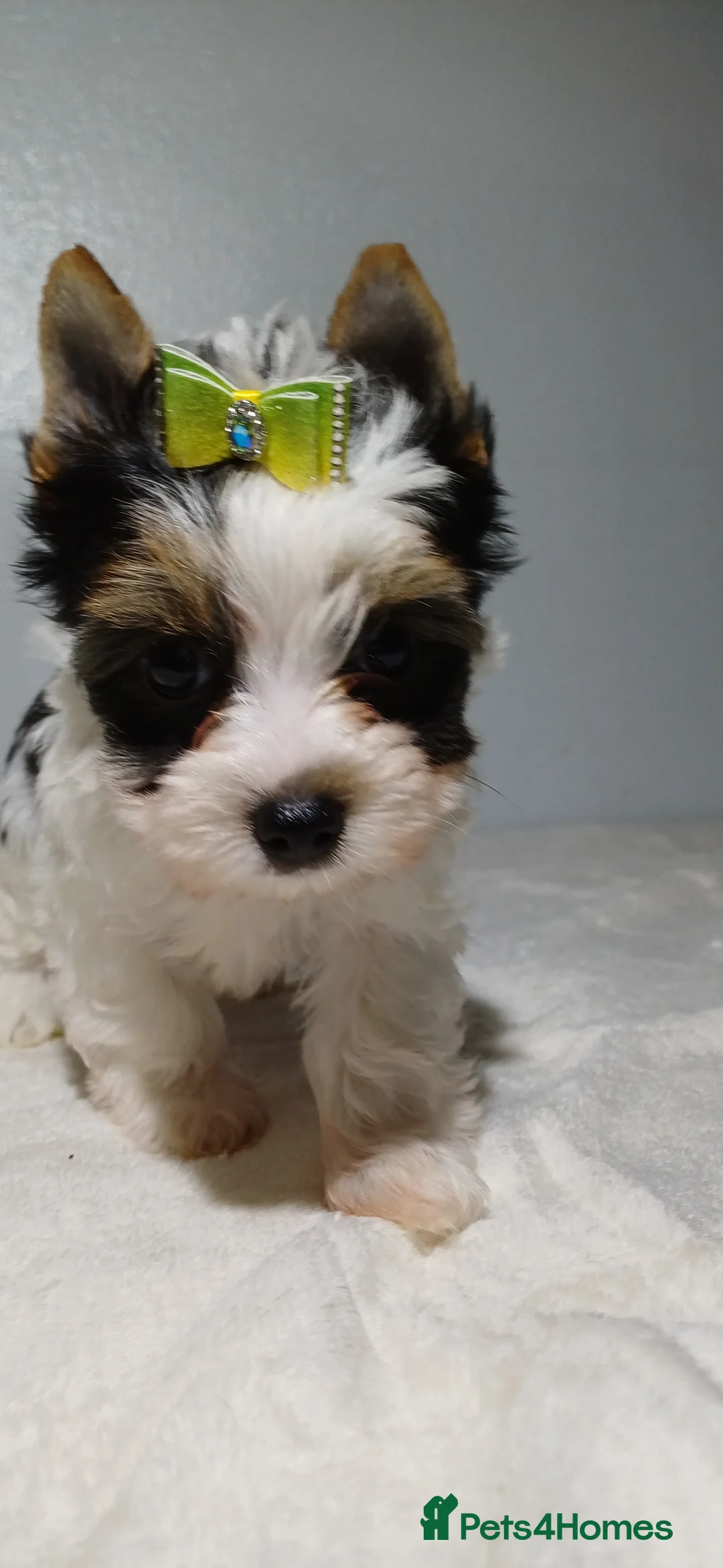 Yorkshire Terrier dogs for sale: 100% Biewer yorkshire-terrier Pedigree  - Advert 14