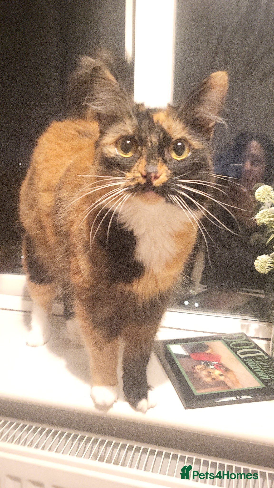 Mixed Breed cats Bonded mum and daughter  - Advert 8