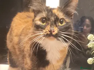 Mixed Breed cats Bonded mum and daughter - Advert 8