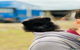 Pomeranian dogs for sale: Perfect poms - Image 19