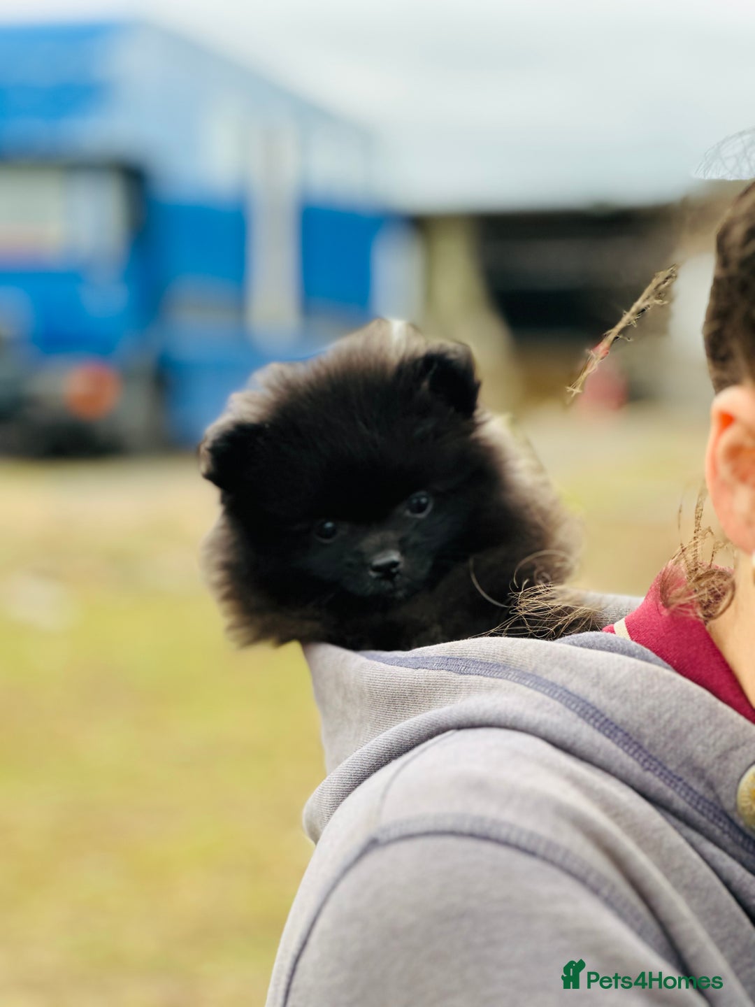 Pomeranian dogs for sale: Perfect poms - Image 19