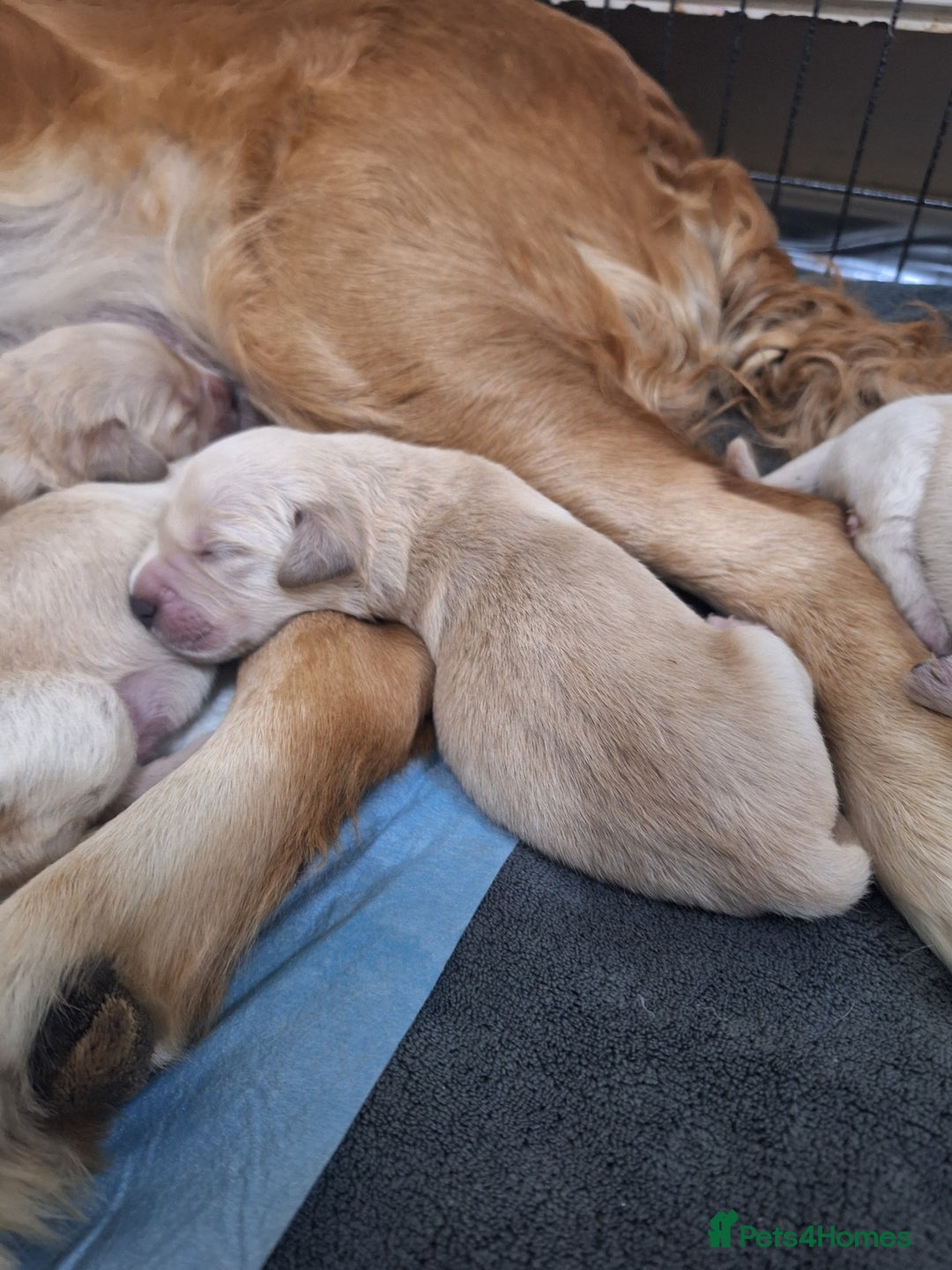 Golden Retriever dogs for sale: 7 beautiful Golden Retriever puppies  - Advert 4