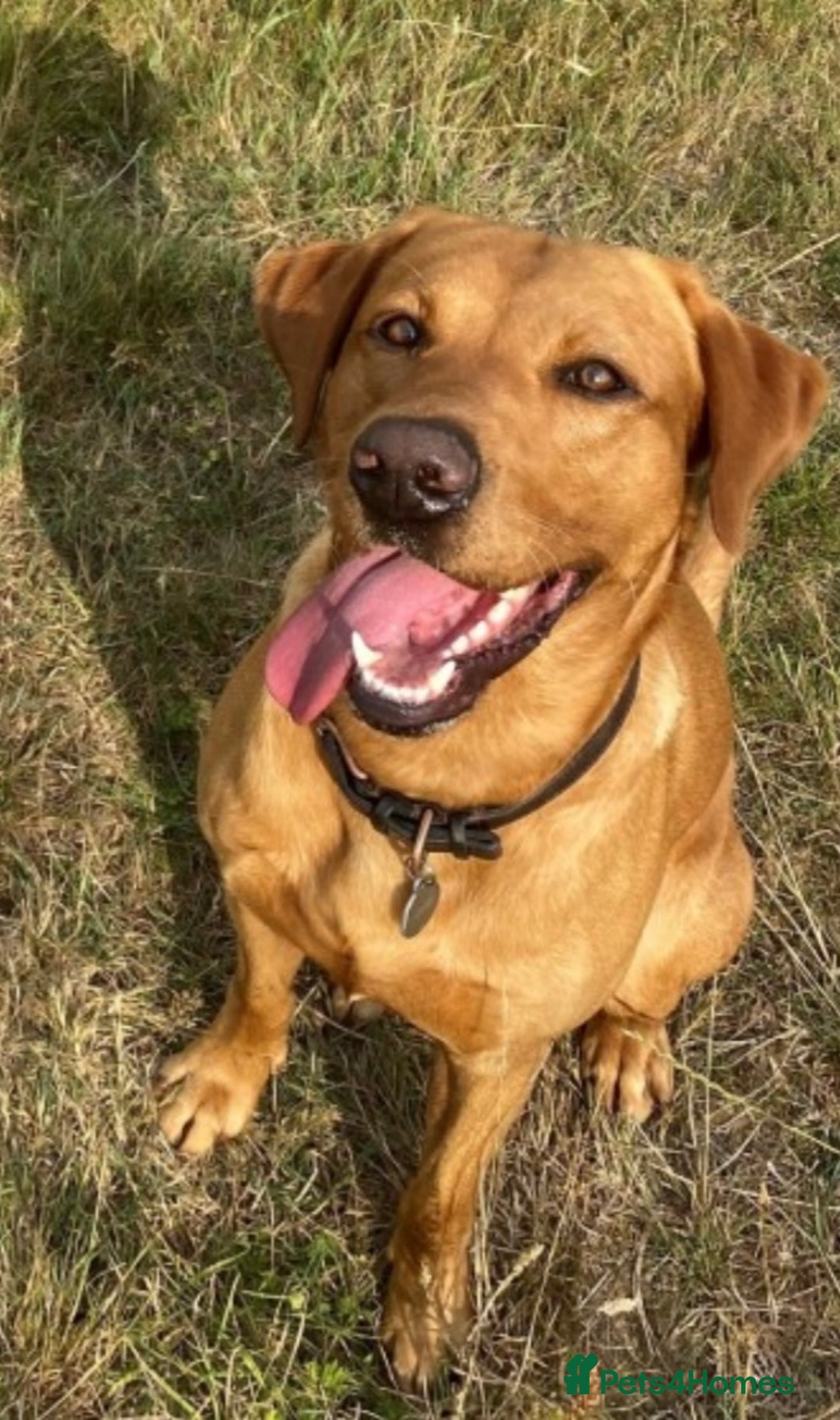 Labrador Retriever dogs for stud: Experienced Fox Red Labrador available for stud in Buckingham - Advert 9
