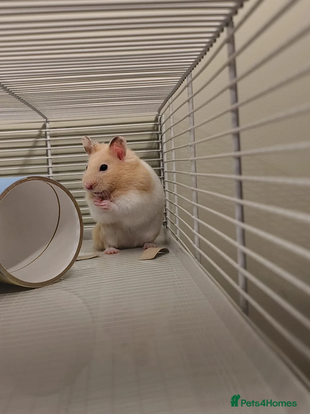 Hamster rodents for sale: Syrian Hamster & Full Set up - Advert 1