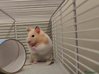 Hamster rodents Syrian Hamster & Full Set up - Advert 1