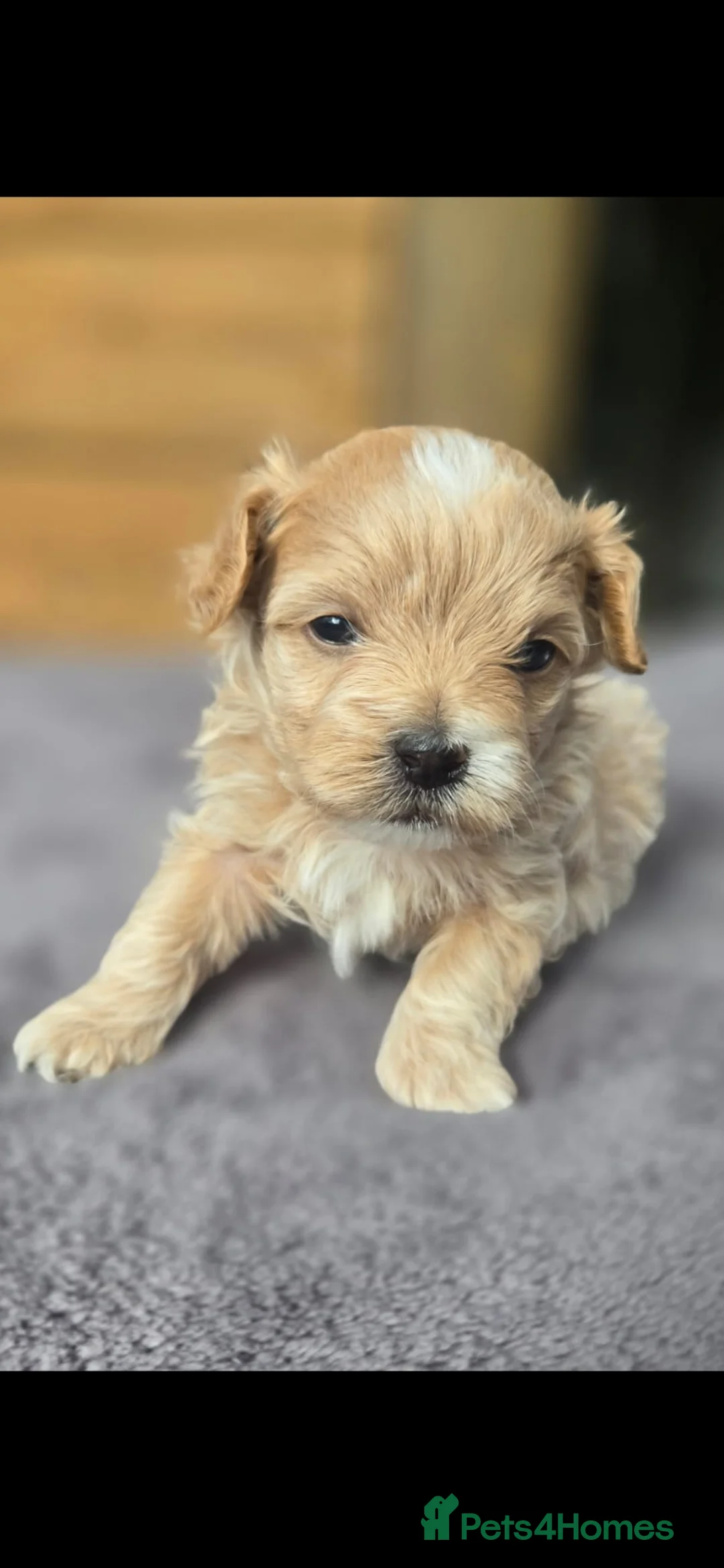 Maltipoo dogs for sale: F1🎀Maltipoo 🎀Luxury rare🎀 KC parents - Advert 25