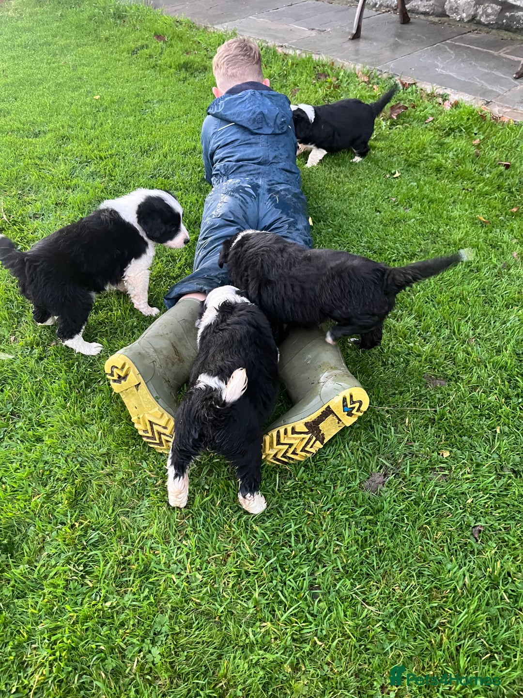 Bearded Collie dogs for sale: Six beautiful Beardie puppies for sale - Image 9