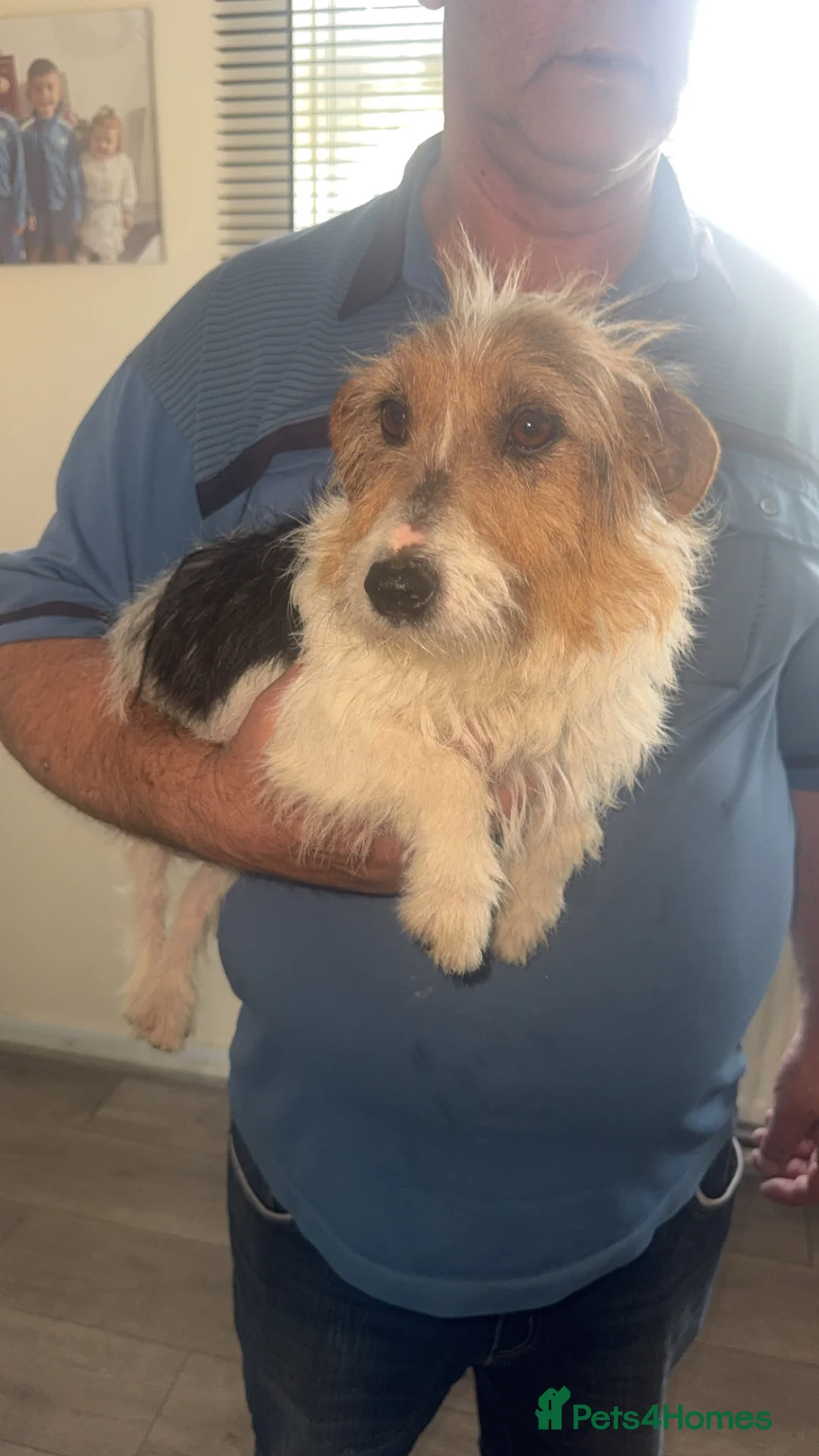Jack Russell dogs for sale: Jack russell puppy’s  in Gloucester - Advert 2