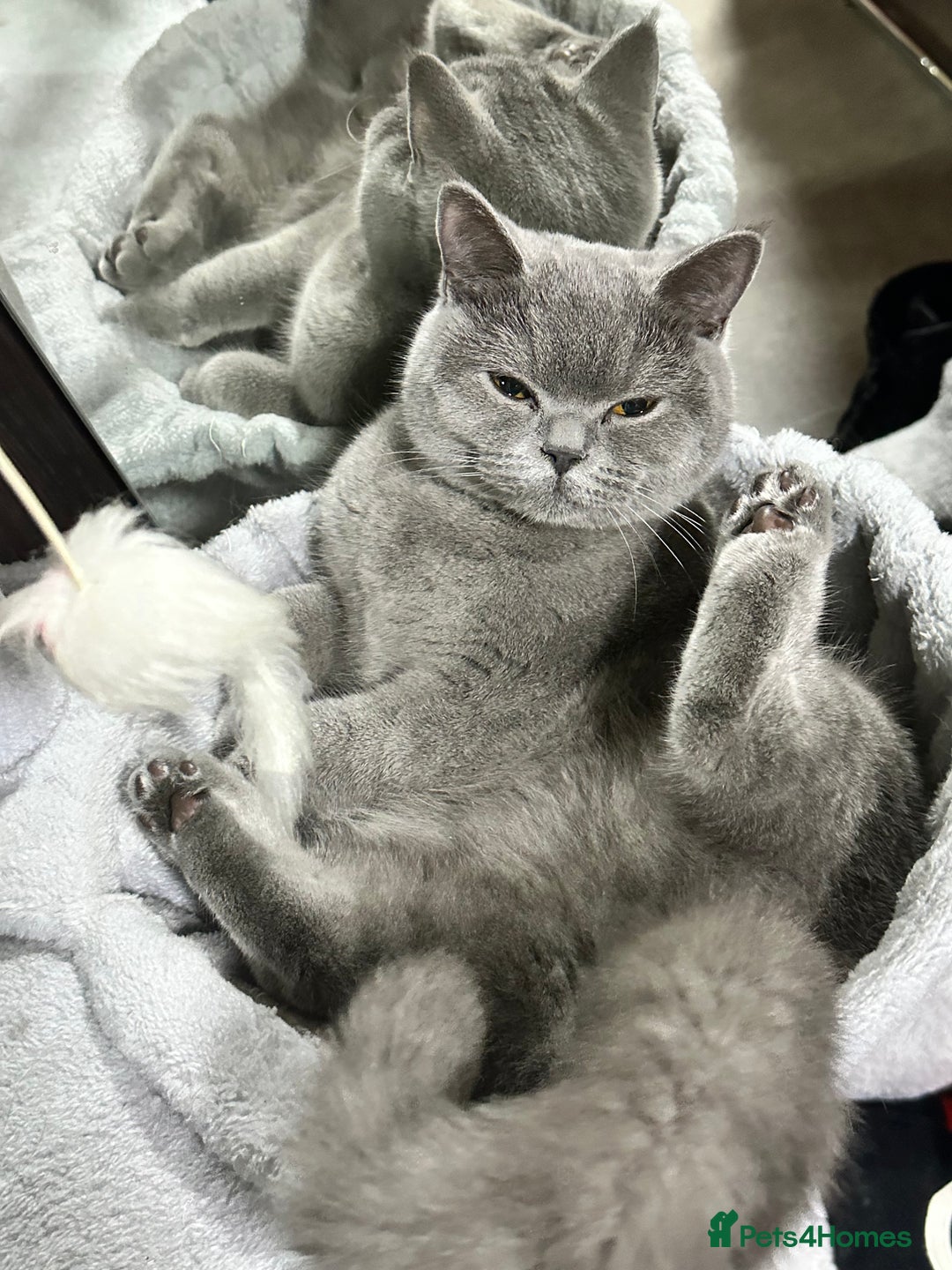 British Shorthair cats for sale: Bella  - Image 7