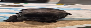 Mole