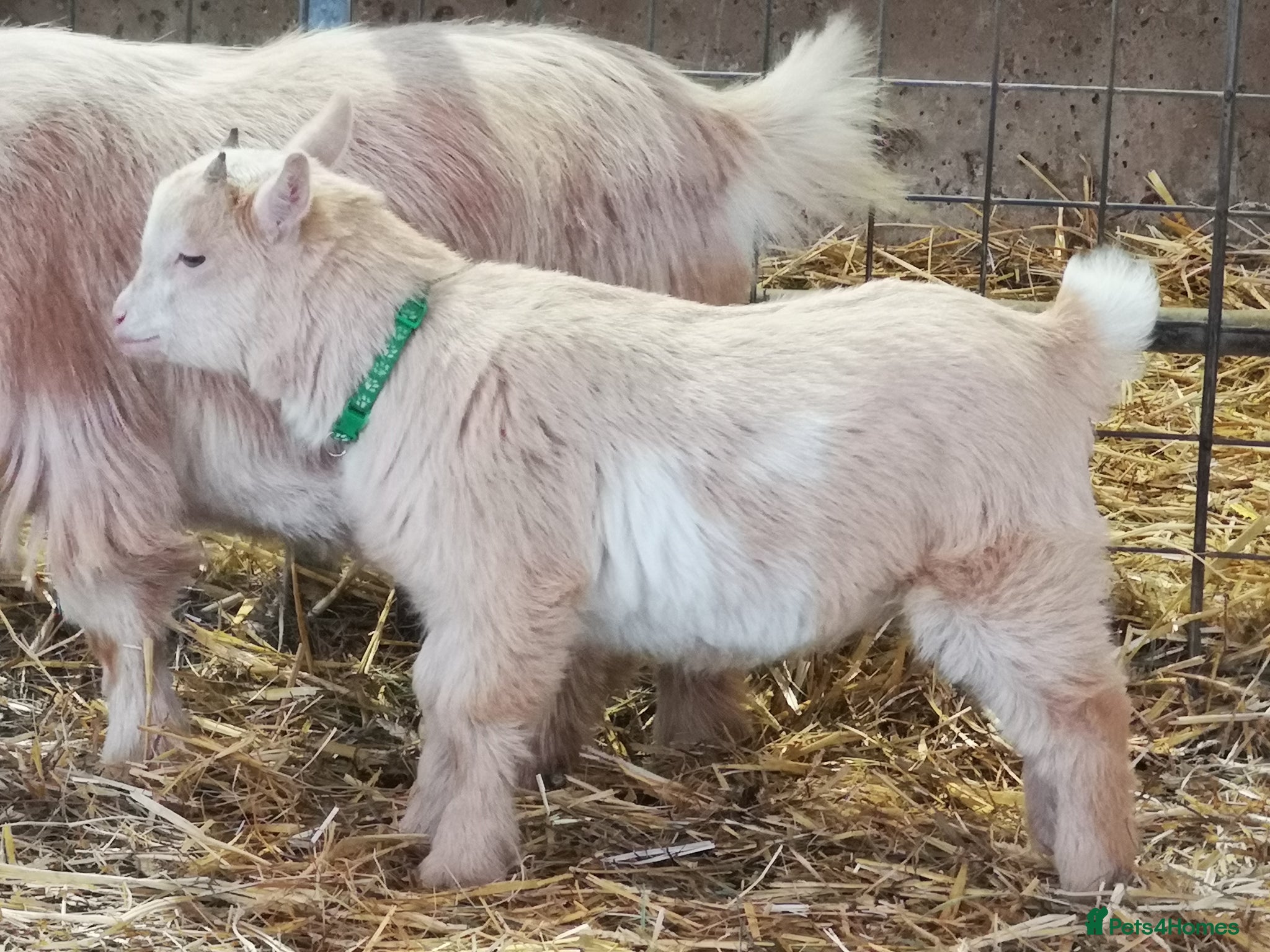 Goats livestock Gorgeous Wether Pygmy goat kids for Sale.  - Advert 1