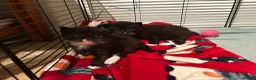 Mixed Breed cats for sale: 2 beautiful kittens  - Advert 11