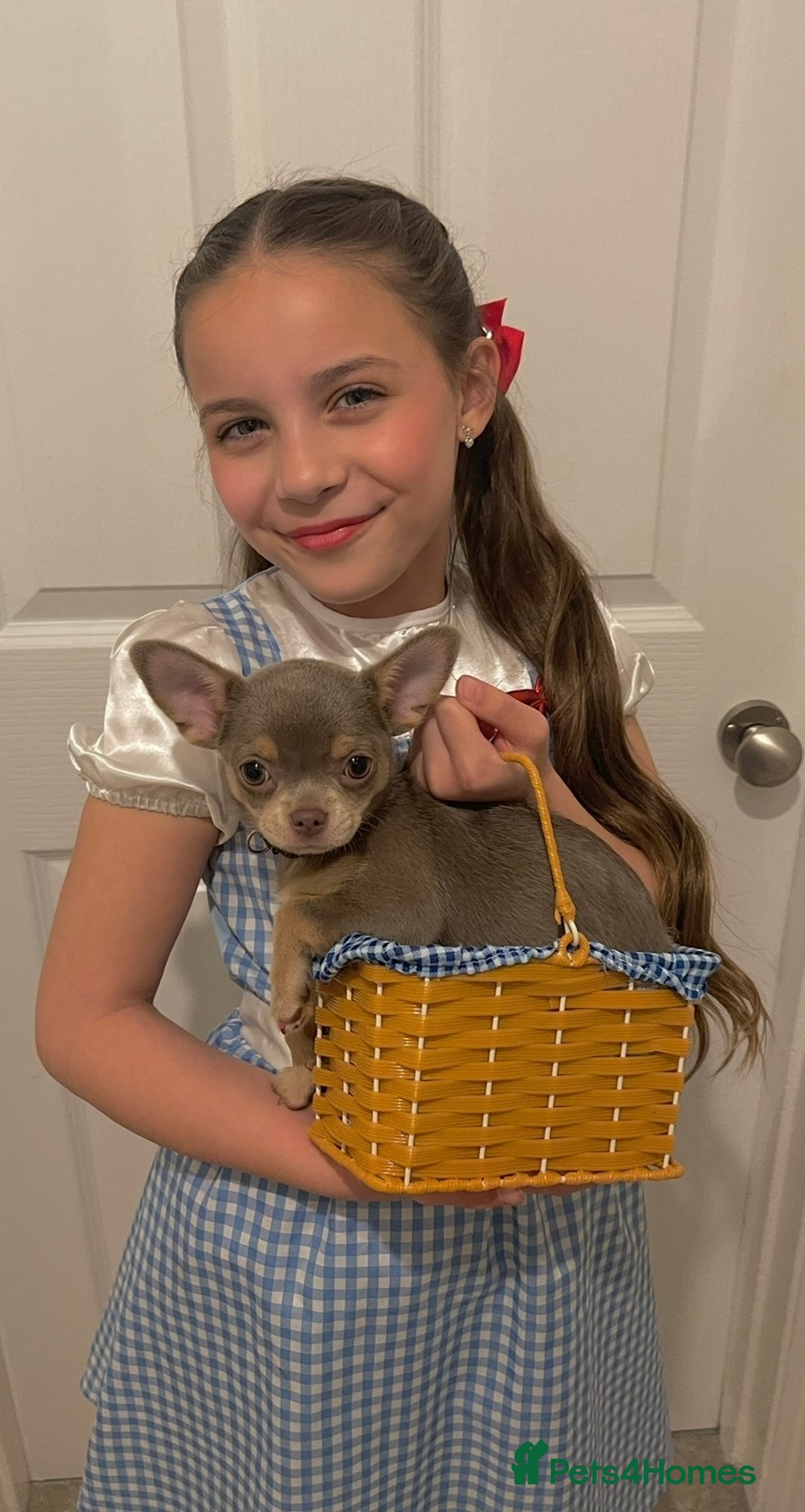 Chihuahua dogs for sale: Reign 9 month old female  - Image 1