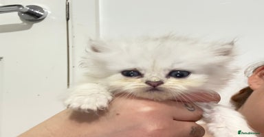 Persian cats - Advert 16