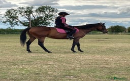 Irish Thoroughbred horses for sale: 15.1 9yo pretty bay mare  - Image 2