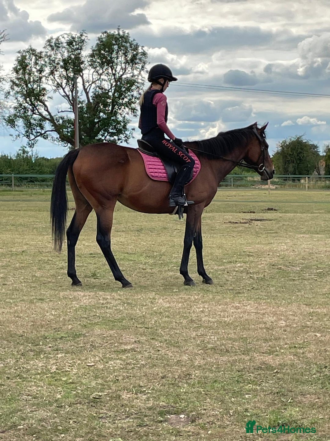 Irish Thoroughbred horses for sale: 15.1 9yo pretty bay mare  - Image 2
