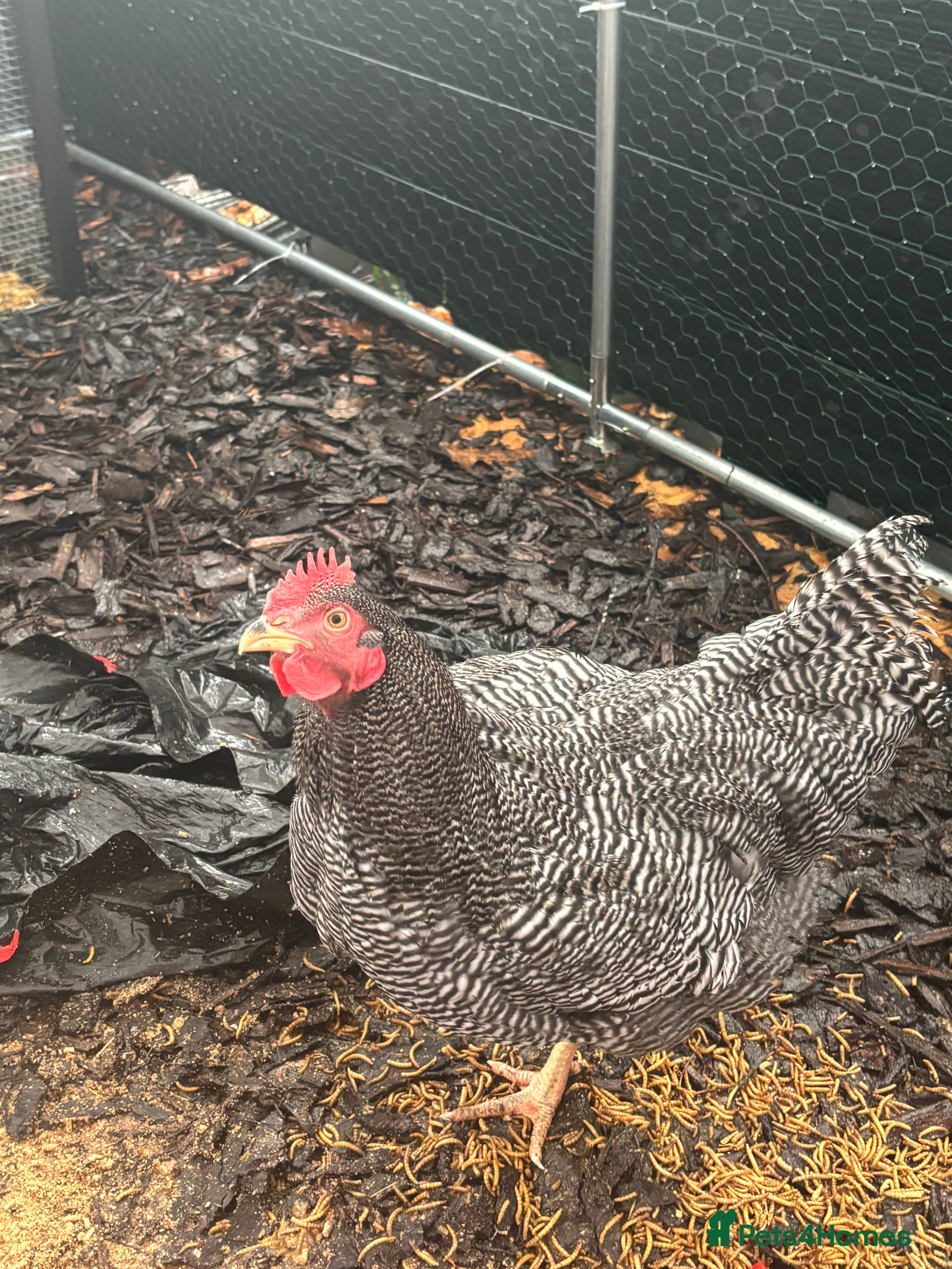 Chickens poultry Barred Plymouth Rock cockerel  - Advert 2