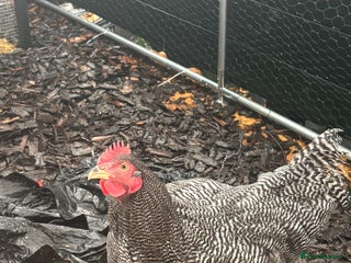 Chickens poultry Barred Plymouth Rock cockerel - Advert 1