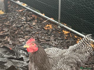 Chickens poultry Barred Plymouth Rock cockerel - Advert 20