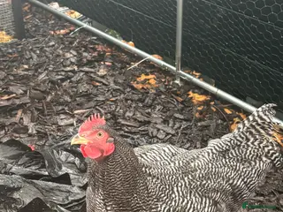 Chickens poultry Barred Plymouth Rock cockerel - Advert 23