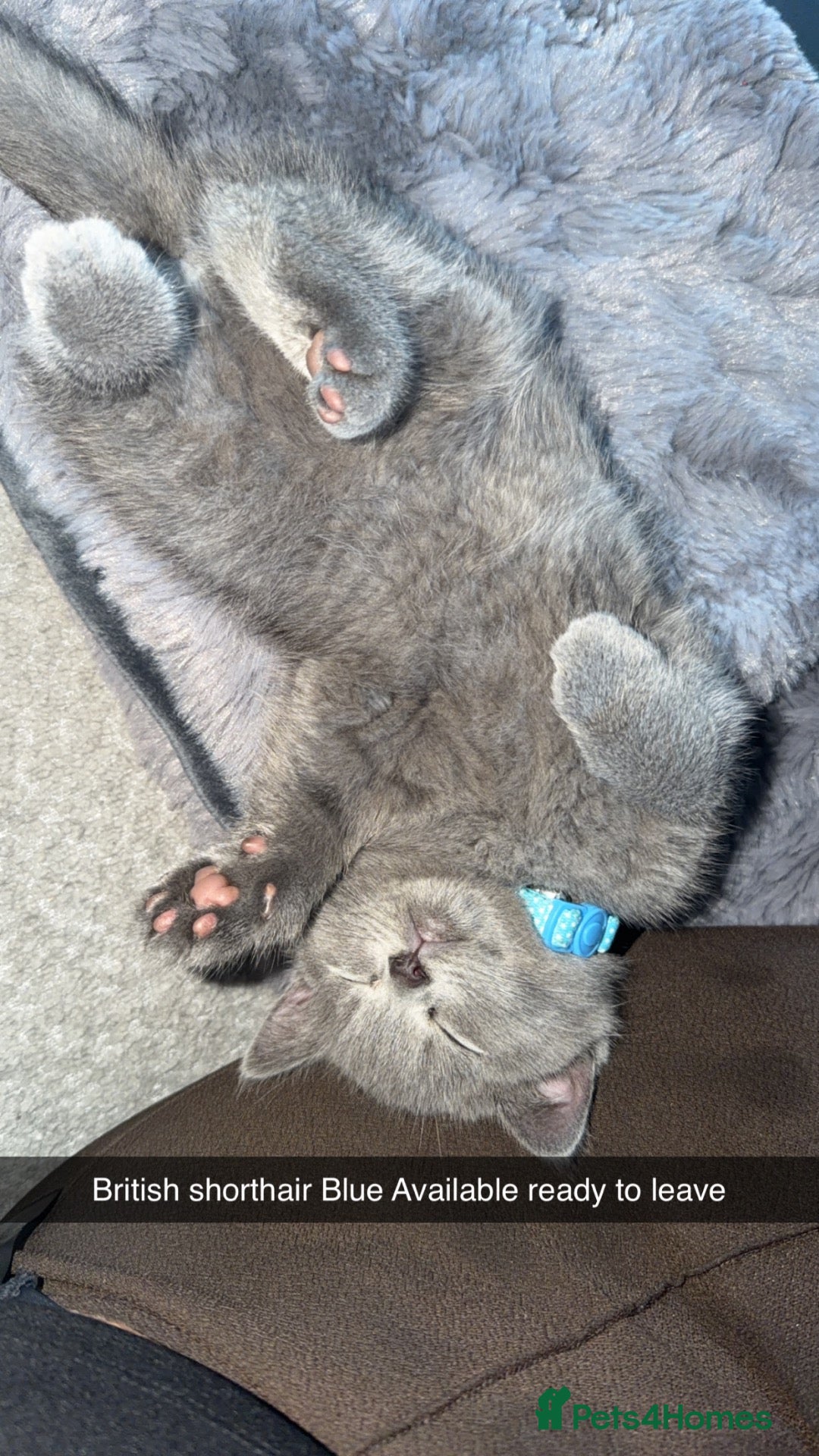 British Shorthair cats British shorthair kittens  - Advert 6