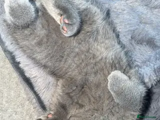 British Shorthair cats British shorthair kittens - Advert 6