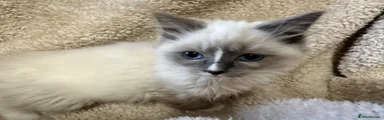 Ragdoll 2